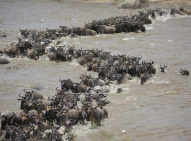 wildbeast migration 2